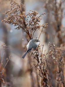 Bushtit