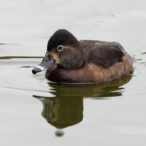 Female ring-necked duck