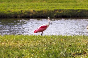ROSEATE SPOONBILL PORT ST LUCIE