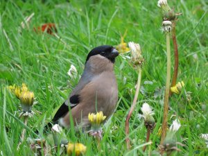 bullfinch