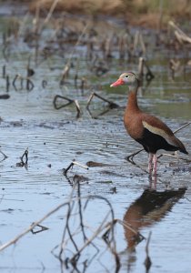 Black-bellied Whistling Duck.jpg