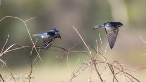 Welcome Swallows