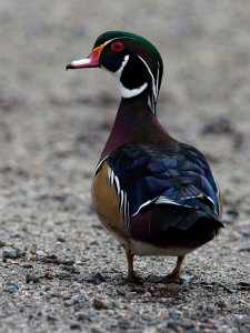 Male wood duck