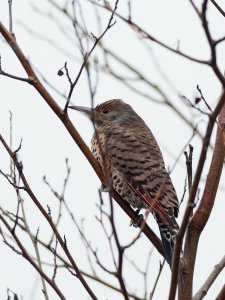 Northern flicker