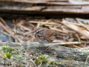 Song sparrow