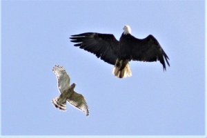 Bald Eagle - Maverick move-SF