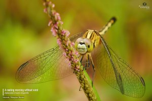 Diplacodes trivialis Dragonfly