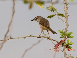 Tawny Flanked Prinia 4.jpg