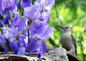 Red-bellied Woodpecker, female.