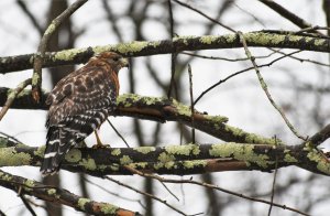 Red-shouldered hawk