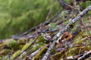 Female pied flycatcher