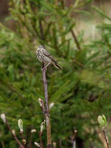 Tree pipit