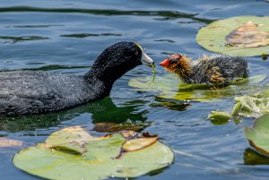 Coot-1-2.jpg