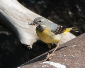 Grey Wagtail