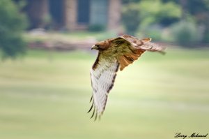 Red-tailed Hawk