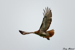 Red-tailed Hawk