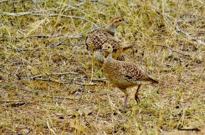 Grey Francolin Pair