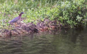 GREEN HERON PORT ST LUCIE, FLORIDA