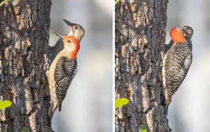 Red Bellied Woodpeckers (melanerpes carolinus)