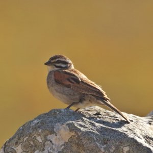 Cape Bunting