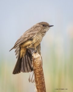 Say's phoebe stretching on a cattail