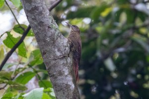 Inambari Woodcreeper