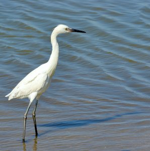 Reddish Egret (white morph).jpg