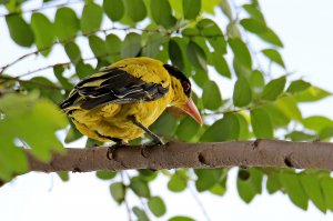 Black naped oriole