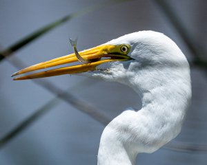 great egret eating-4.jpg