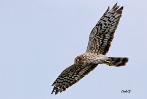 Montagu's Harrier , female