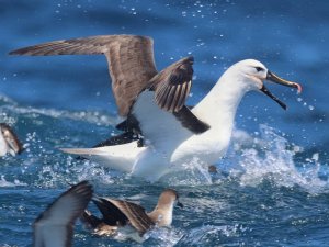 Indian Yellow-nosed Albatross