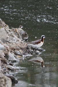 Wilson's Phalarope