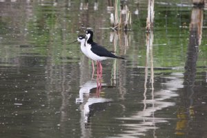 Black-necked Stilt