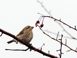 Female purple finch