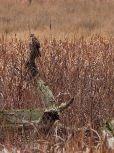 American kestrel