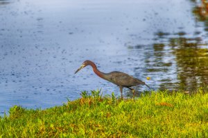 LITTLE BULE HERON