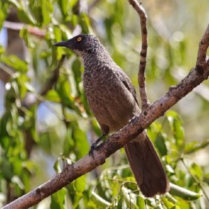 Scaly babbler