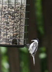 Carolina Chickadee