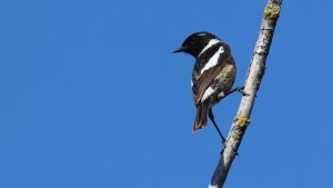 stonechat