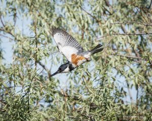 Female belted kingfisher diving on a possible lunch