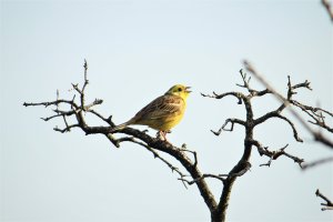 yellowhammer1.jpg