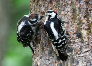 Downy Woodpeckers.