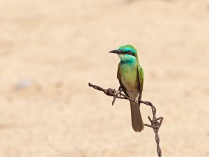 Arabian green bee-eater