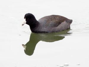 American coot