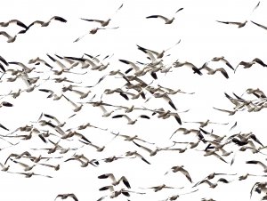 Snow geese in flight