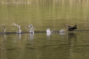 American Coot