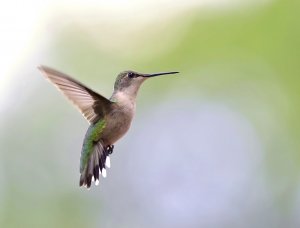 Ruby-throated Hummingbird (female).jpg