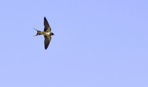 Barn Swallow.jpg