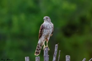 Cooper's Hawk