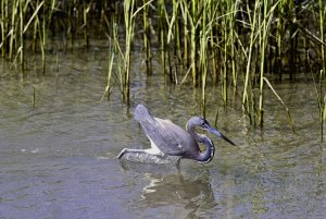 Tricolored Heron fishing.jpg